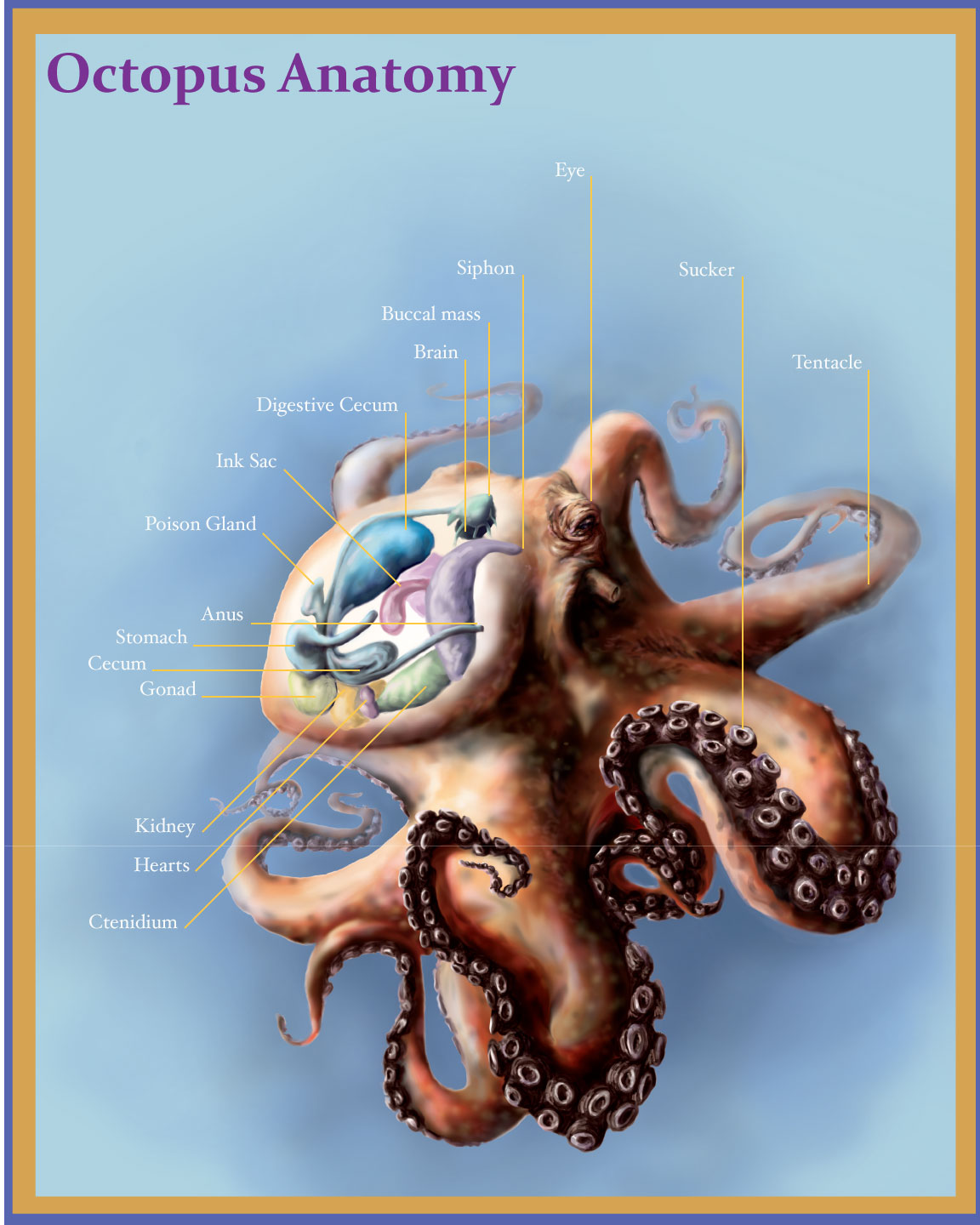 octopus_anatomy_by_bigredsharks-d35b8cd