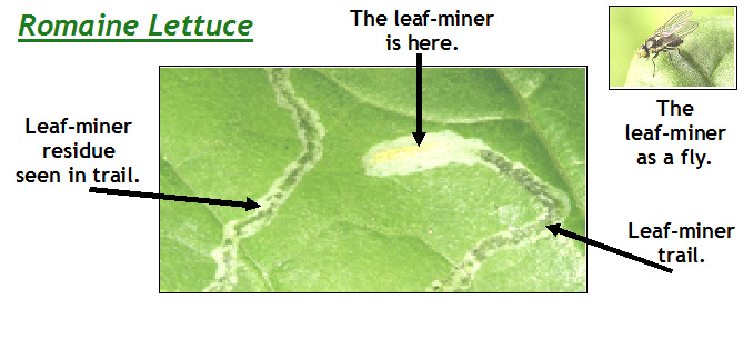 leaf-miner-trail